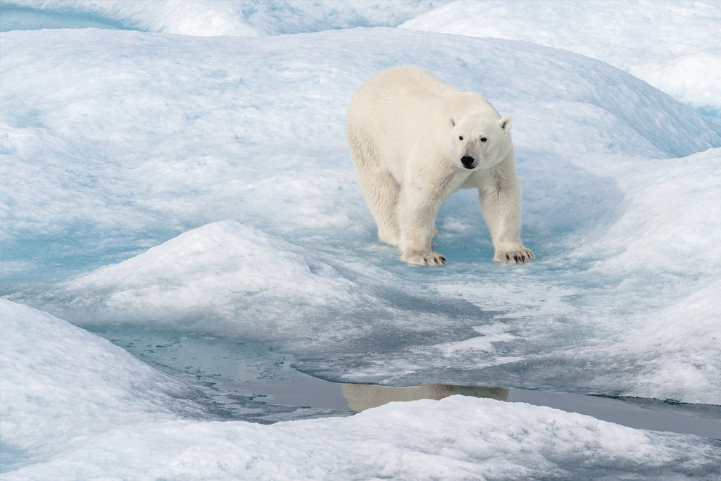 Arctic Polar bears